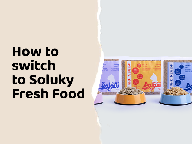 How to Transition Your Dog to Soluky’s Fresh Food: A Practical Guide