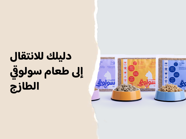 كيفية تحويل كلبك إلى طعام سولوقي الطازج: دليل عملي خطوة بخطوة