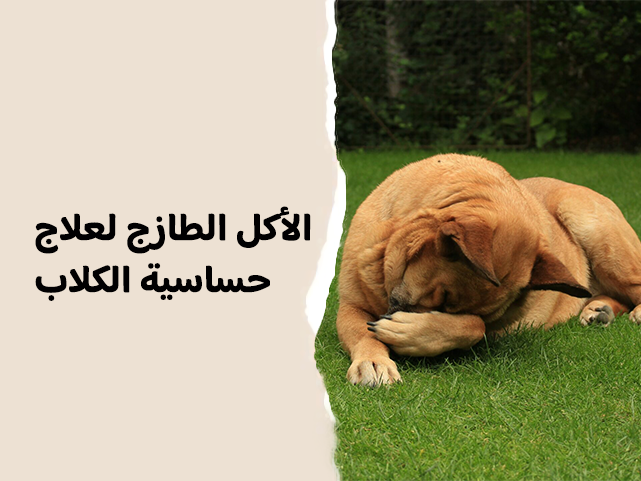أكل كلاب طازج من سولوقى: الحل المثالي لعلاج الكلاب المصابة بالحساسية