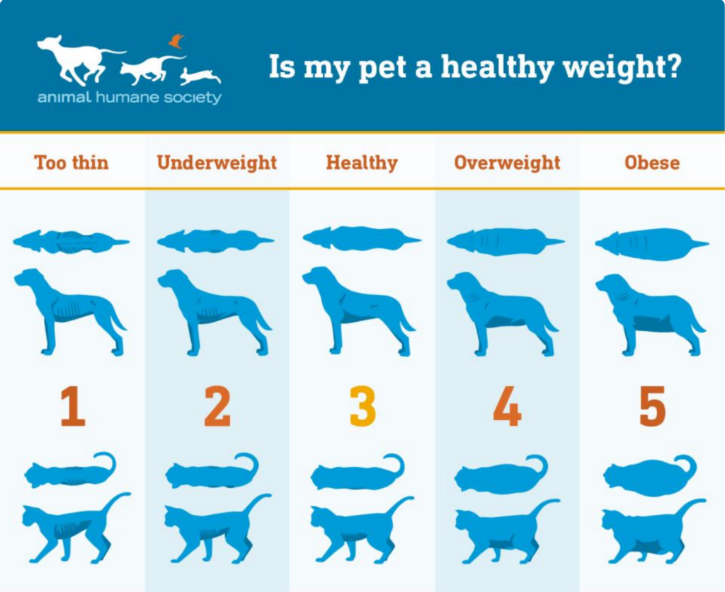 Source: Animal Humane Society