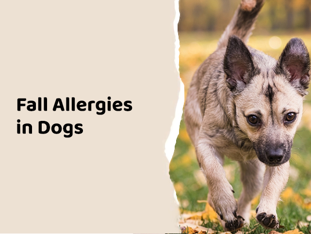 Fall Allergies in Dogs: Symptoms, Causes, and Effective Treatments