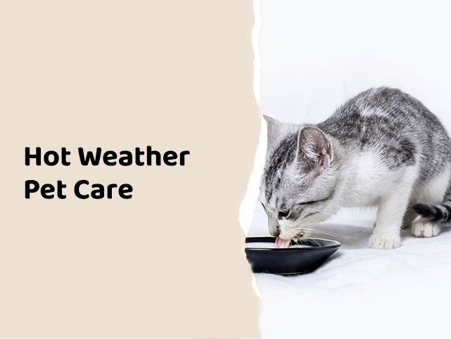 Best Summer Hydration Tips & Hacks for Saudi Arabia’s Pets