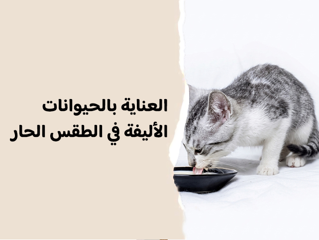 أفضل طرق ترطيب الحيوانات الأليفة في المملكة خلال الصيف