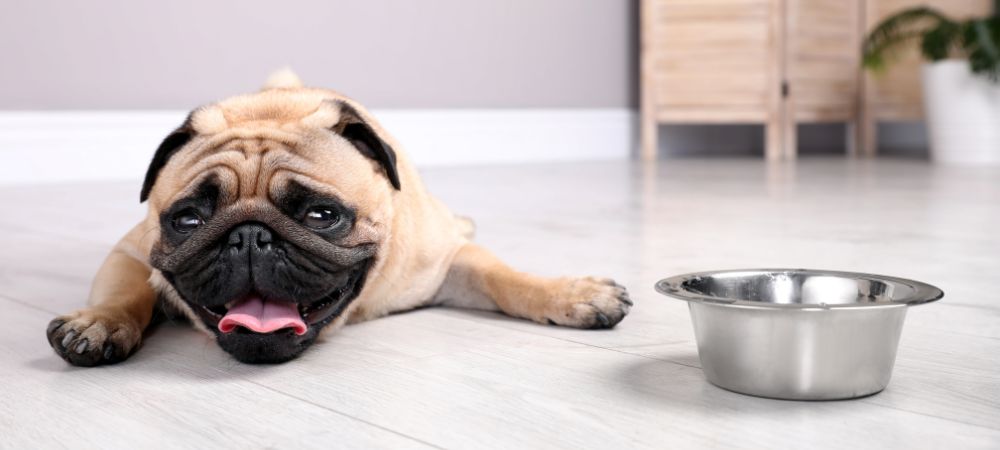 The Dangers of Dehydration in Pets