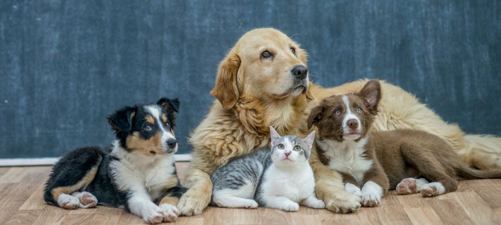 Reasons Behind Pet Choice