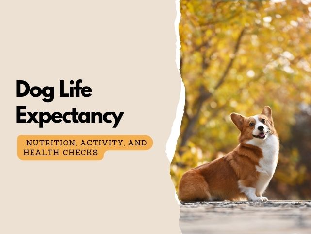 How Long Do Dogs Live: The Role of Nutrition, Exercise, and Vet Care