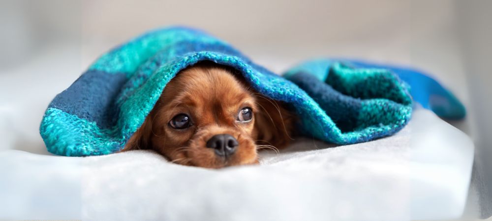 Reasons Why Dogs Sleep Under Covers
