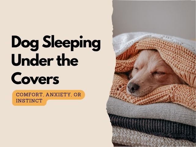 Why Does My Dog Sleep Under the Covers? Comfort, Anxiety, or Something Else?