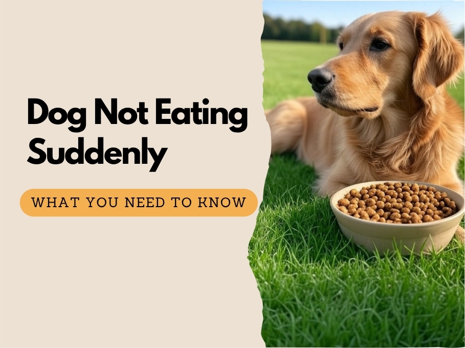 Why Is My Dog Not Eating? Common Reasons & What to Do