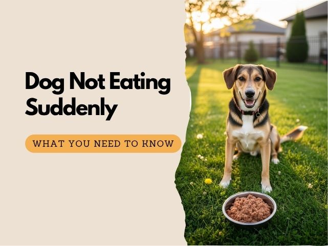 Why Is My Dog Not Eating? Common Reasons & What to Do