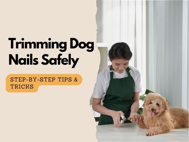 How to Trim Dog Nails Safely at Home: Tips & Tricks