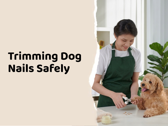 How to Trim Dog Nails Safely at Home: Tips & Tricks