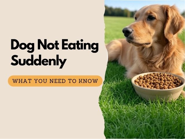 Why Is My Dog Not Eating? Common Reasons & What to Do