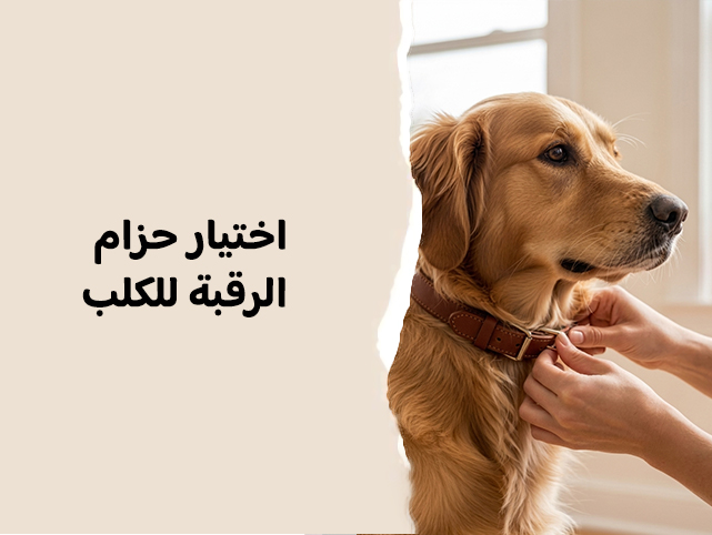 كيف تختار حزام الرقبة لكلبك بشكل صحيح؟ دليل شامل للمربّين