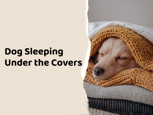 Why Does My Dog Sleep Under the Covers? Comfort, Anxiety, or Something Else?