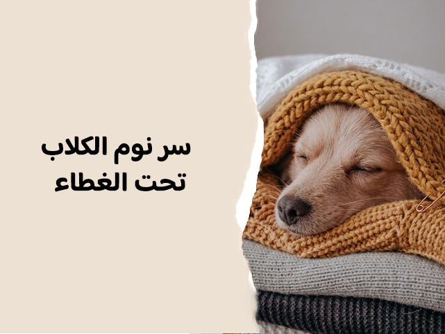 سر نوم الكلاب تحت الغطاء. راحة واحتواء أم أسباب أخرى؟