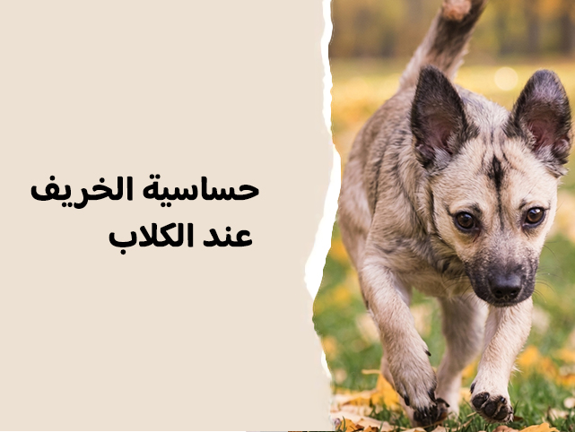 حساسية الخريف عند الكلاب: الأعراض والأسباب وطرق العلاج الفعالة