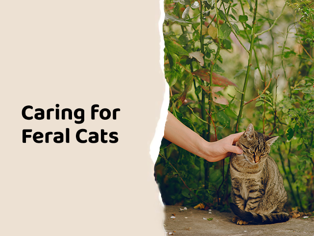 Guide to Feeding Feral Cats Safely in Saudi Neighborhoods