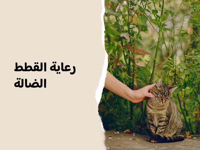 دليل إطعام القطط الضالة بطريقة سليمة  في الأحياء السعودية