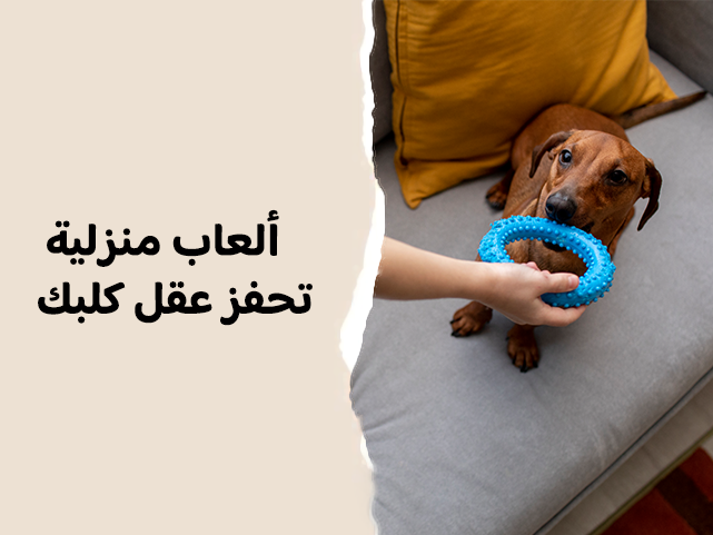 أفضل طرق تحفيز الكلاب ذهنيًا داخل المنزل بسهولة