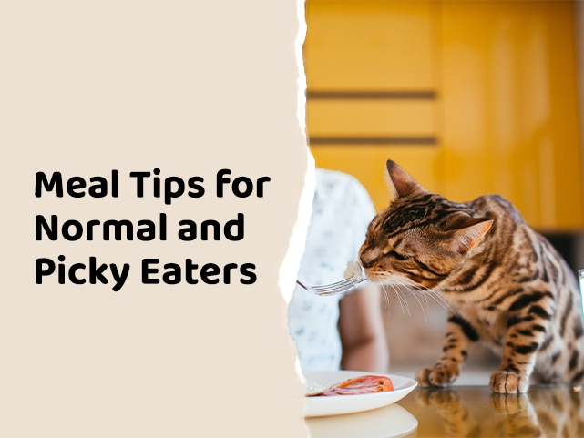 Meal Tips for Normal & Picky Eaters