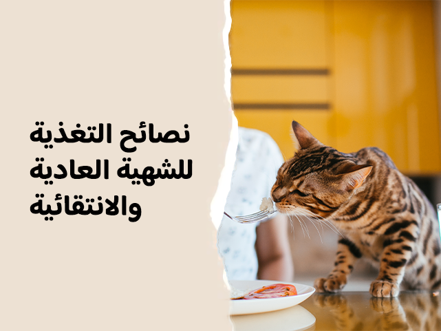 دليل سولوقي لتنظيم تغذية القطط والكلاب الانتقائية و ذات الشهية العادية