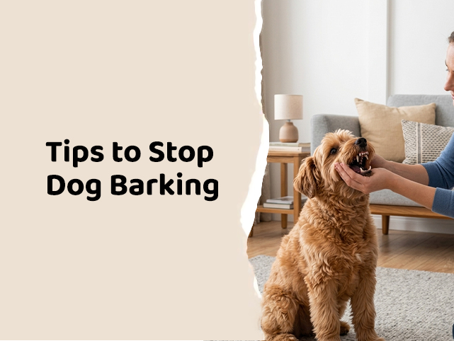 How to Get a Dog to Stop Barking: Top Training Tips