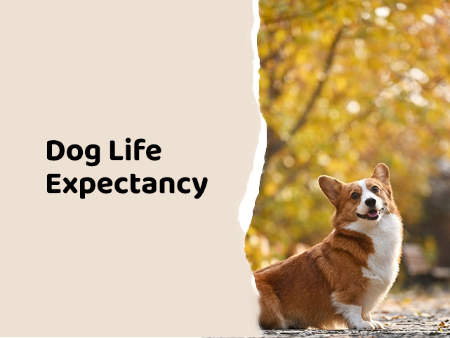 How Long Do Dogs Live: The Role of Nutrition, Exercise, and Vet Care