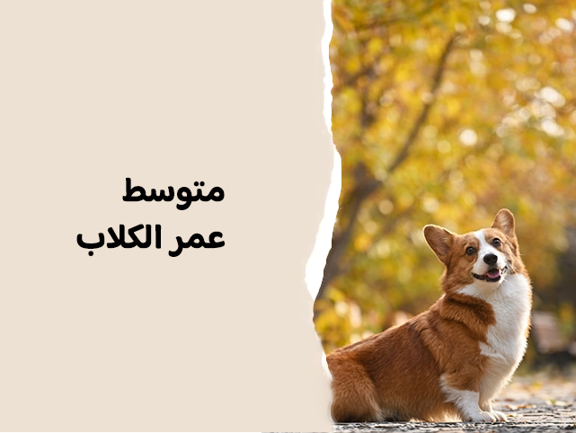 ما متوسط عمر الكلاب؟ وما دور التغذية والرعاية البيطرية في ذلك؟