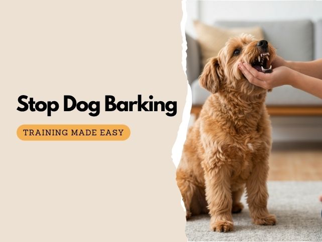 How to Get a Dog to Stop Barking: Top Training Tips