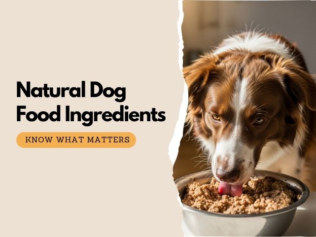 Natural Dog Food Ingredients: Every Pet Owner Should Know About