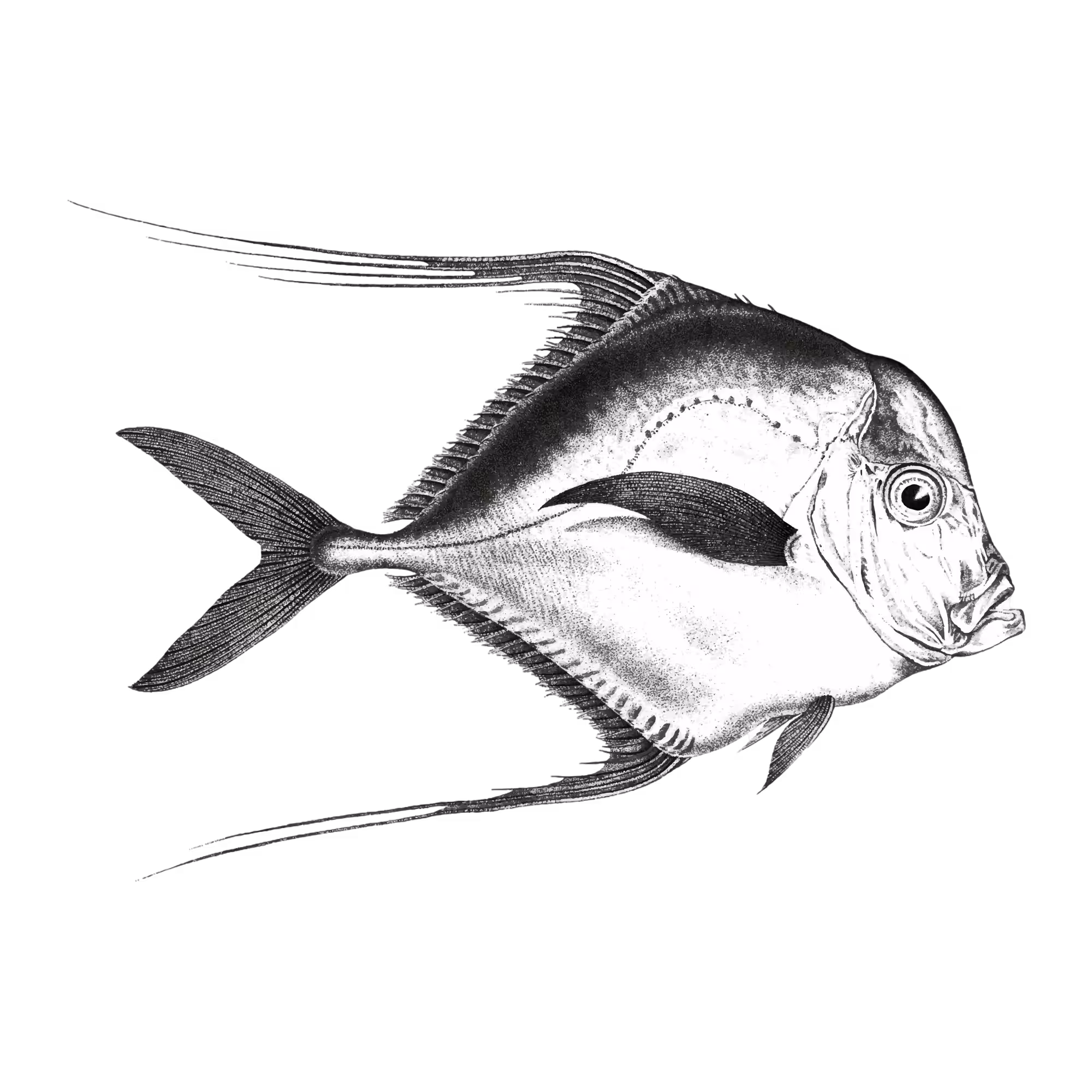 White Fish