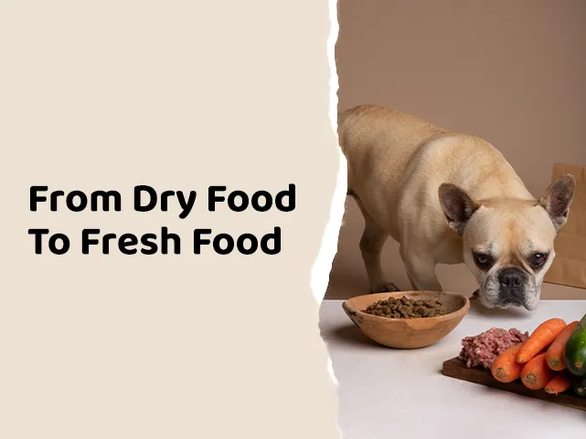 How Can You Safely Switch Your Dog's Diet from Dry Food to Fresh Food?