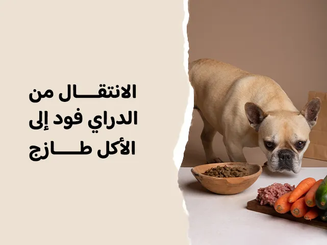 كيف تحول نظام كلبك الغذائي من الدراي فود إلى الأكل الطازج بأمان؟