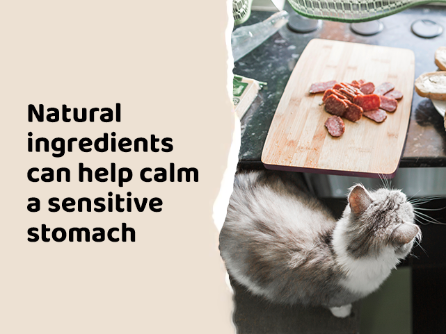 How Natural Ingredients Help Reduce Sensitive Stomach Issues in Cats