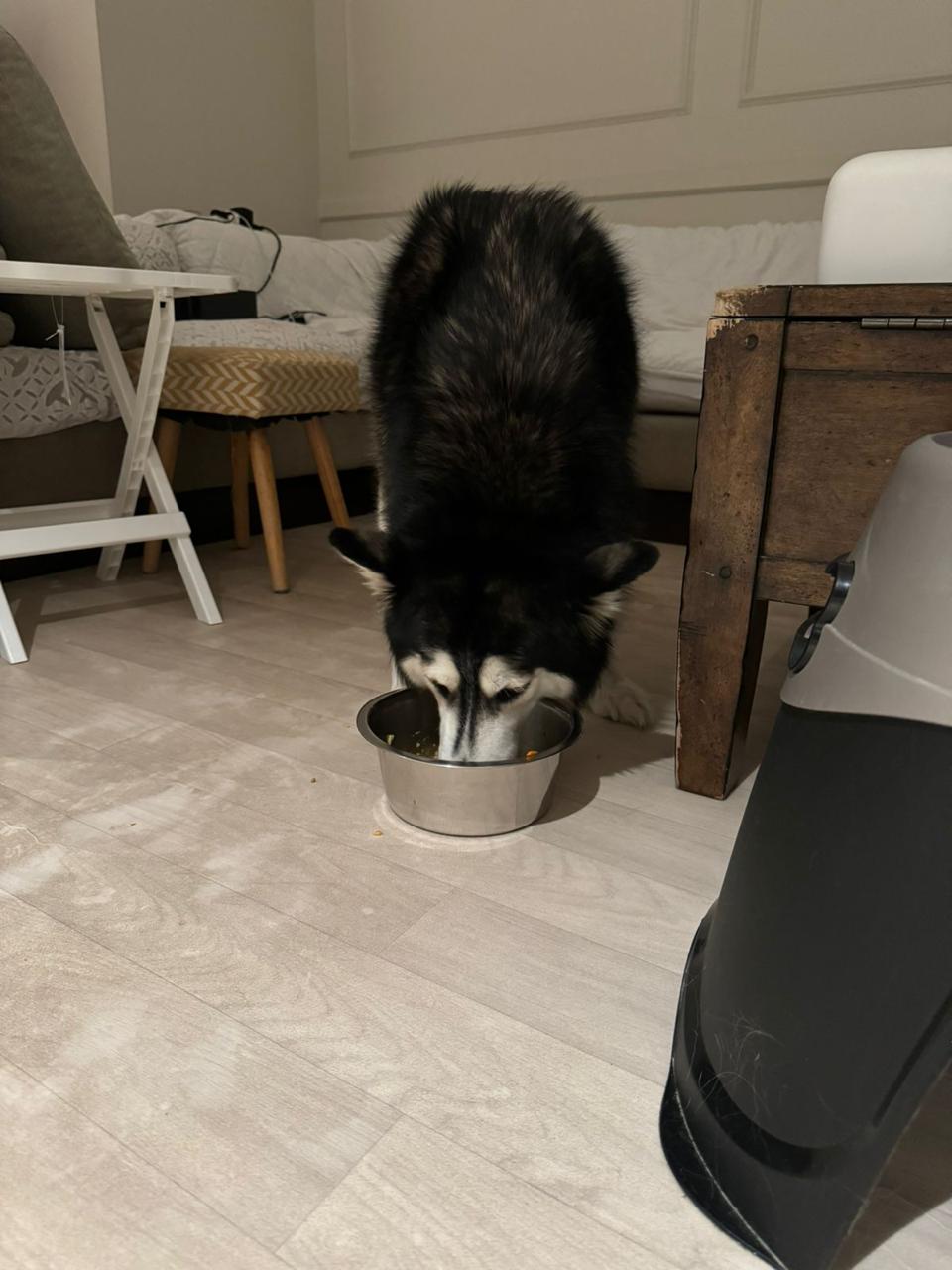 @soluky_pet