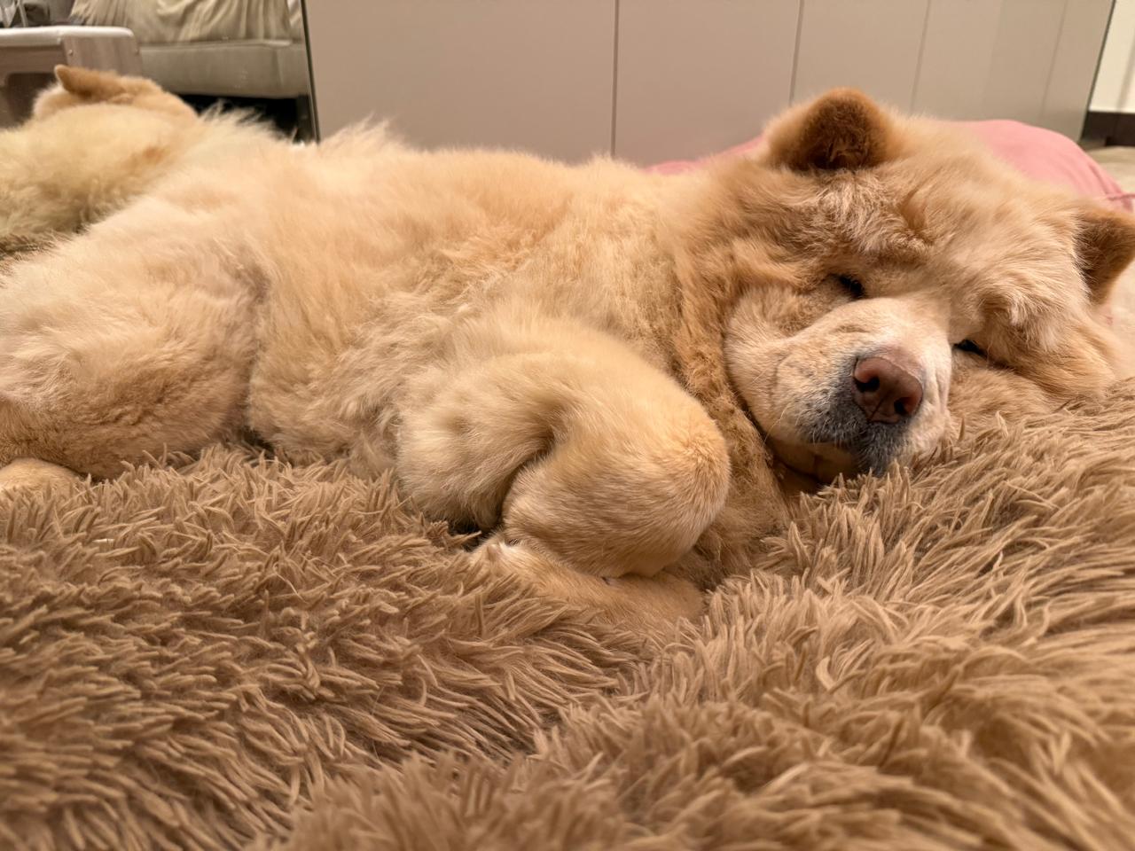 @soluky_pet