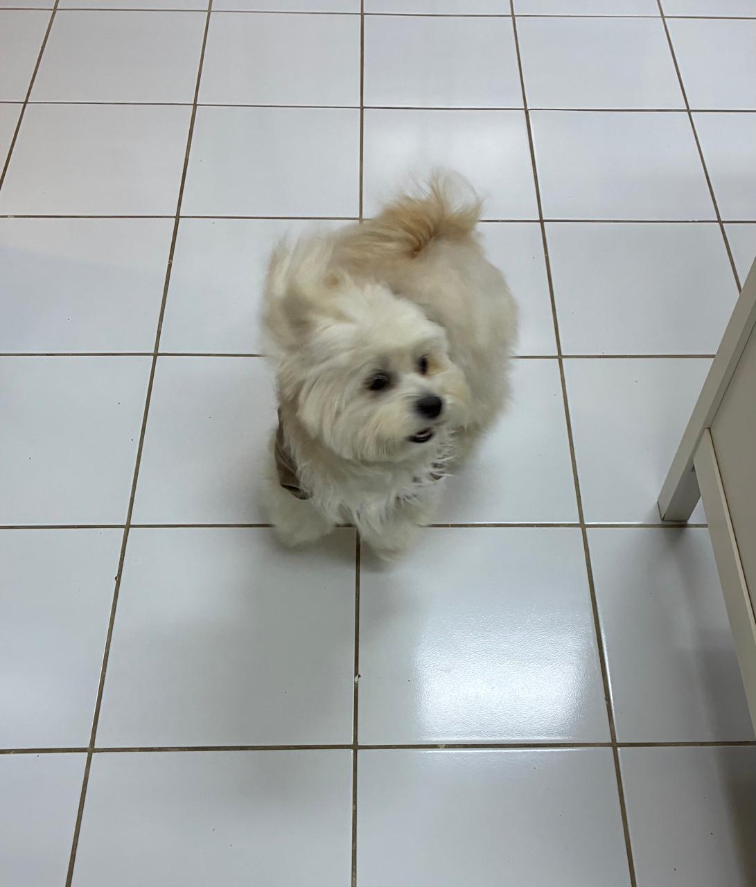 @soluky_pet