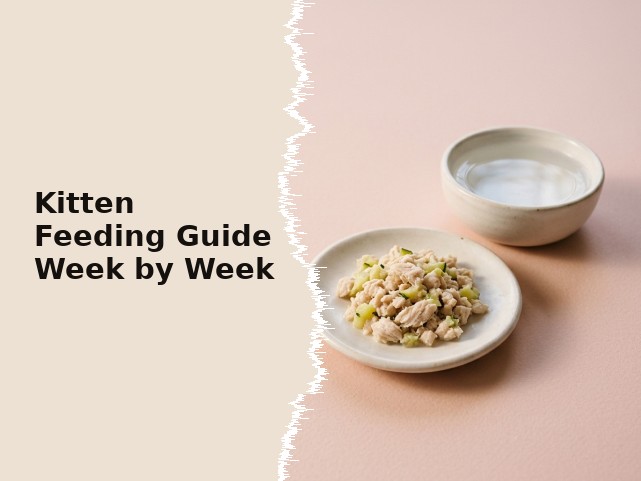 Kitten Feeding Guide: How Much and How Often, Week by Week