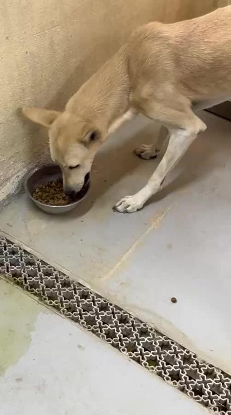 Shelter dog eating a Soluky meal