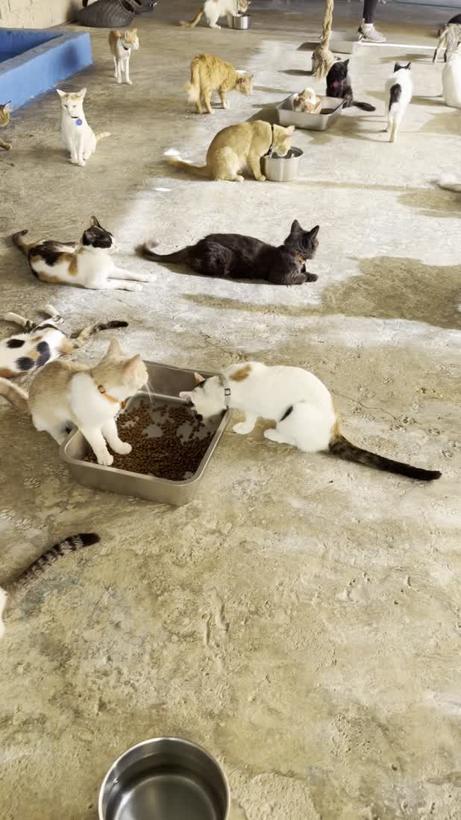 Cats at Happy Paws shelter